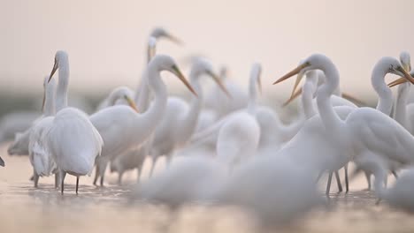flock of great egrets bird feeding on fish in shallow pond water in misty morning