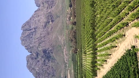 large vineyard in south africa, with rows of grapevines