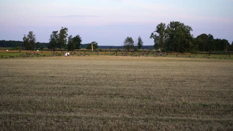 Patos-Volando-En-Un-Campo-En-Beelitz-Brandenburg-En-Slomotion