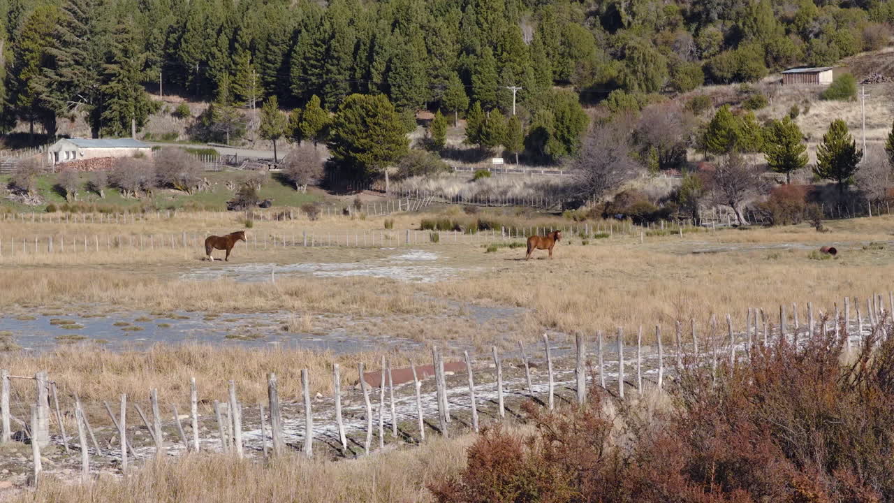 Panning aerial fly near distant horses roaming in rural pasture land within wooden fence