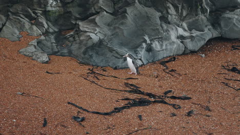 yellow-eyed penguin preens and walks on rocky coast of katiki point at sunset in new zealand