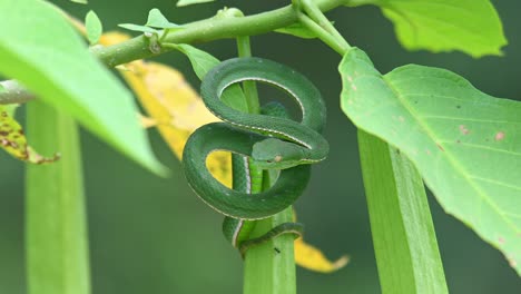 a black ant tries to go up while this snake is chilling as it waits for its prey