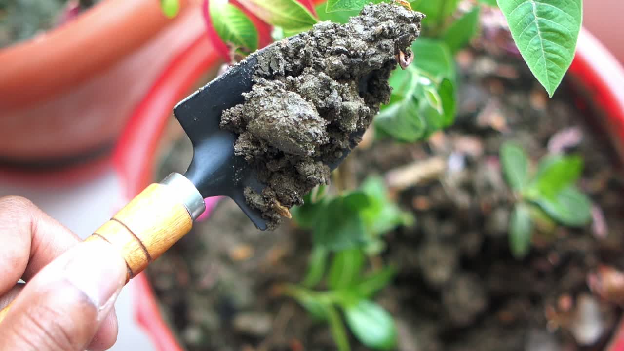 작은 트로웰으로 식물을 재배치하는 것