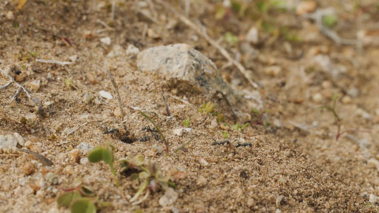 Ants gather and interact at nest entrance, sandy terrain, natural daylight, static wide shot