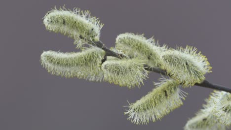 nahaufnahme eines blühenden weidenkätzchenbaums mit sich bewegenden insekten