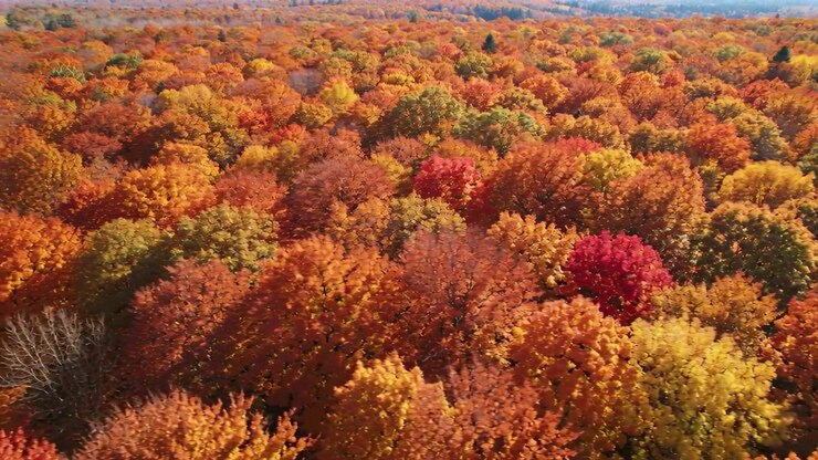 Launching drone gliding forward downward over forest canopy during peak autumn, revealing red tree