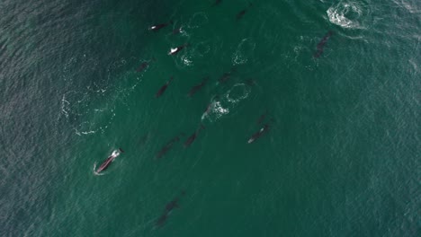 pod of dolphins swimming in the coast of baja california, mexico