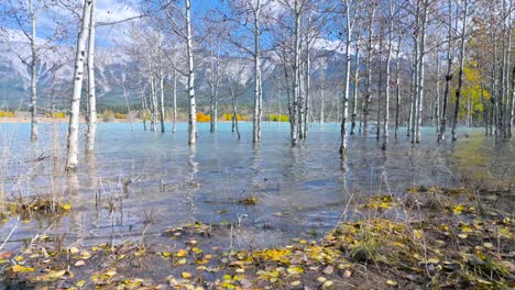 Abedules-En-El-Lago-Abraham-En-Otoño-Alberta