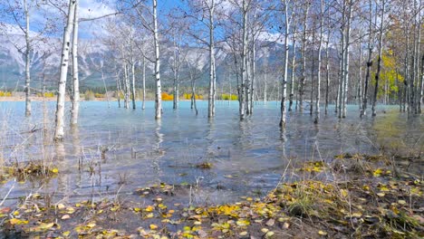 birch trees at abraham lake in autumn alberta