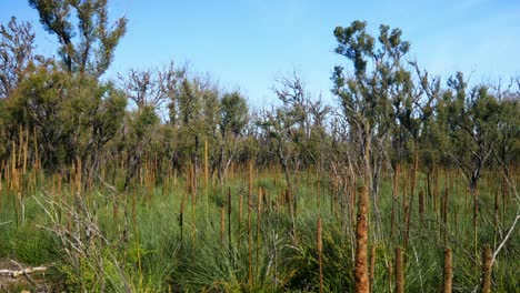 Panning-view-of-recovering-Xanthorrhoea-trees-and-Euclayptus-forest-one-year-after-wildfire-at-Mallacoota,-Victoria,-Australia,-December-2020