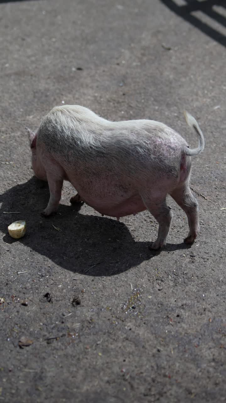 작은 돼지 야외