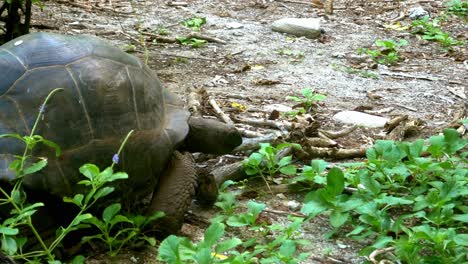 tortuga gigante de aldabra en el bosque de seychelles