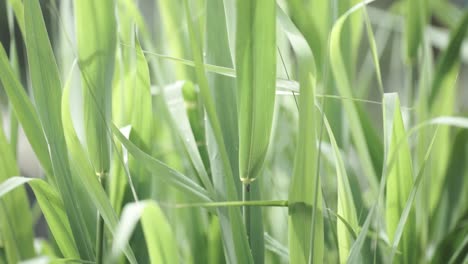 primer plano de la hierba verde