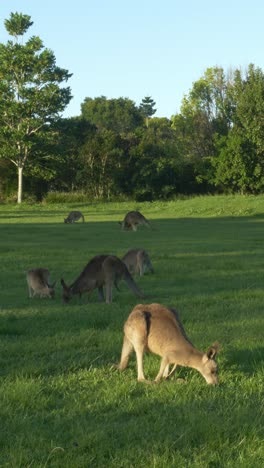 vertical - troop of eastern grey kangaroos grazing on green grassy meadow in queensland, australia