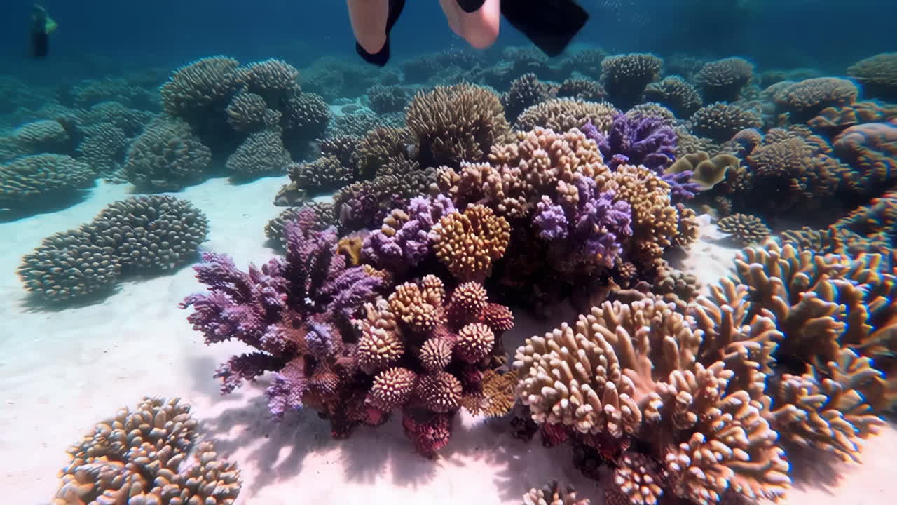 Avventura di immersione subacquea in una barriera corallina