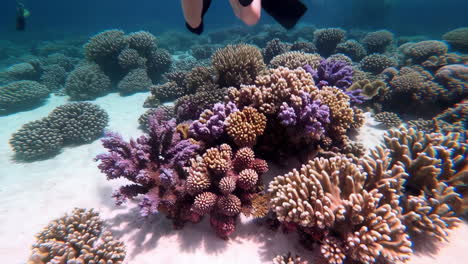 underwater scuba diving adventure at a coral reef
