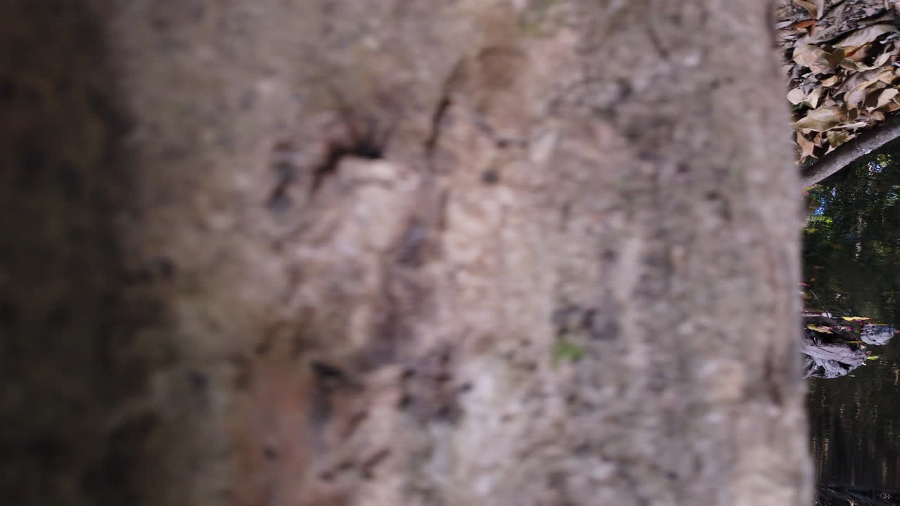 clockwise rotation of camera on a beautiful creek with trees covering the waters and a bridge in the background