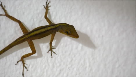 pequeño lagarto verde en una pared de hormigón blanco mirando a su alrededor