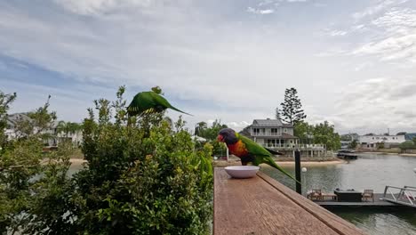 parrot landing on a railing by the water.