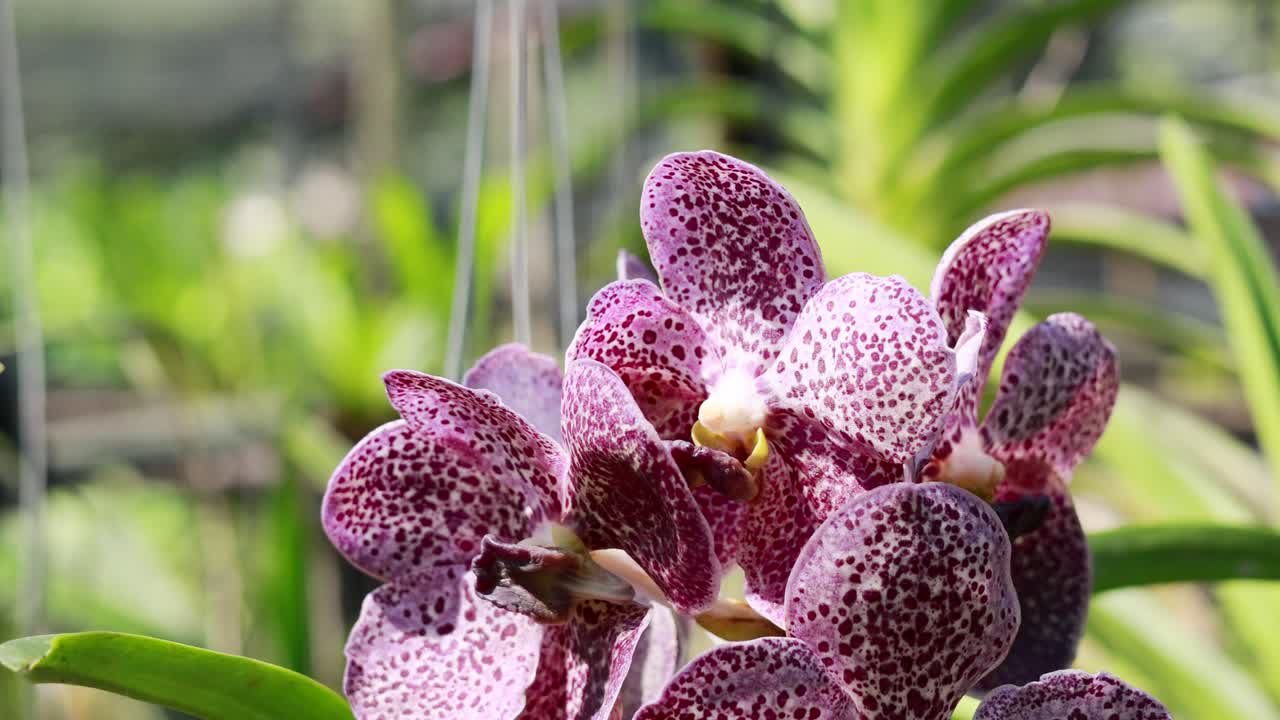 Close-up of pink orchids in a lush garden setting with bright natural lighting and minimal camera movement