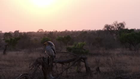 southern yellow-billed hornbill sitting on a tree trunk on the african savanna