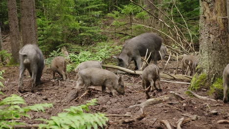 A-Herd-Of-Wild-Boars-Is-Grazing-In-The-Forest-Wild-Life-Of-The-Forest-4K-Video