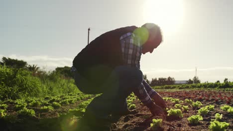 hombre maduro trabajando en una granja