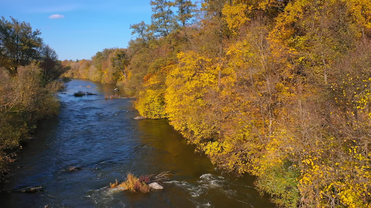 River among beautiful yellow trees in fall season. Narrow blue river flowing among golden trees from both sides in autumn with sun flare.
