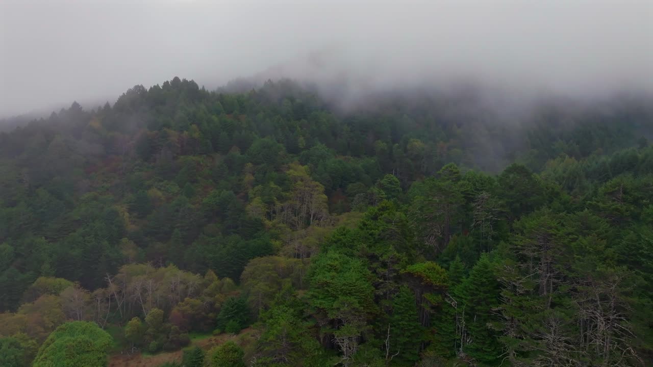 Lost Coast Trail PNW Redwood National and State Parks forest trees aerial drone California mist fog rain clouds mountainside Eureka Fort Bragg untouched rugged coastline nature landscape up motion