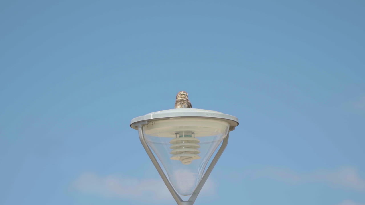 An owl perched on a led light pole in the city