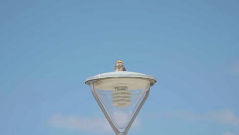 an owl perched on a led light pole in the city