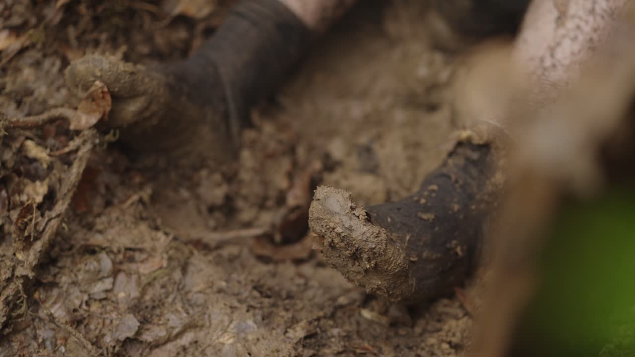 Person's Feet Covered In Mud While Lying In The Pit During Interrogation. - closeup shot