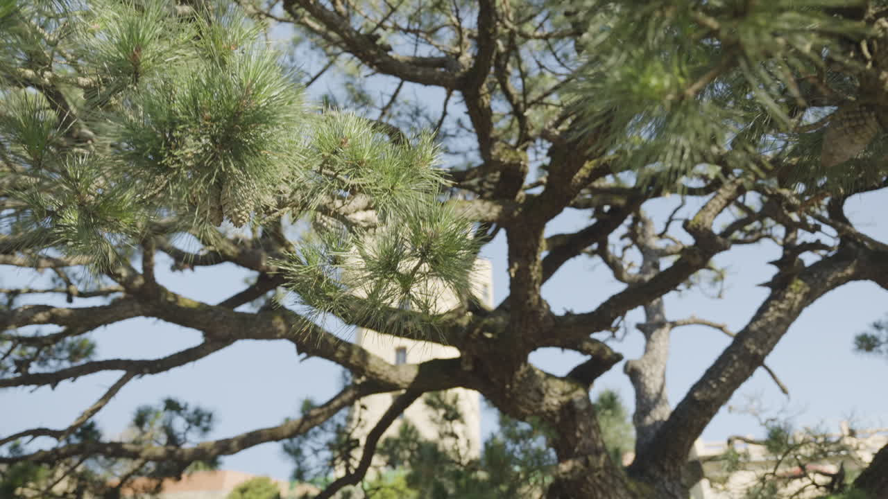 árbol exótico de coníferas con edificios de la ciudad detrás en san sebastian, tiro al revés de dolly