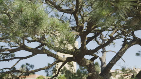 exotic conifer tree with city buildings behind in san sebastian, dolly backward shot