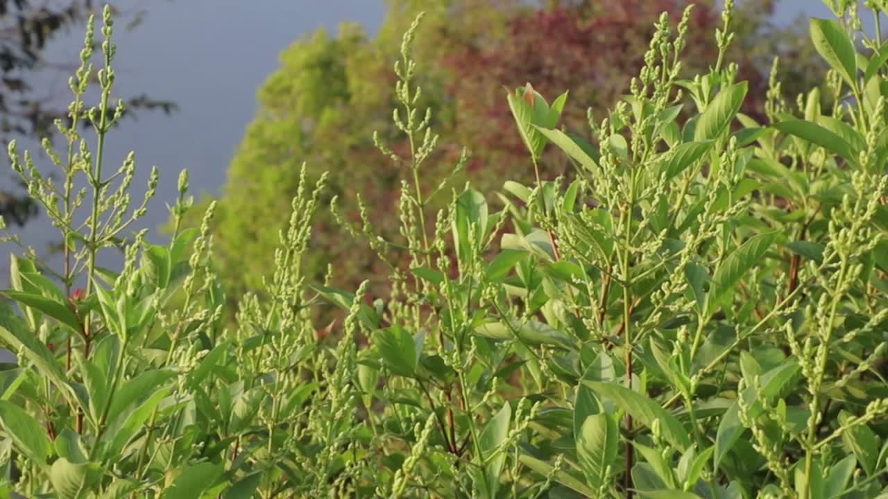 바람에 따라 움직이는 초록색 잎