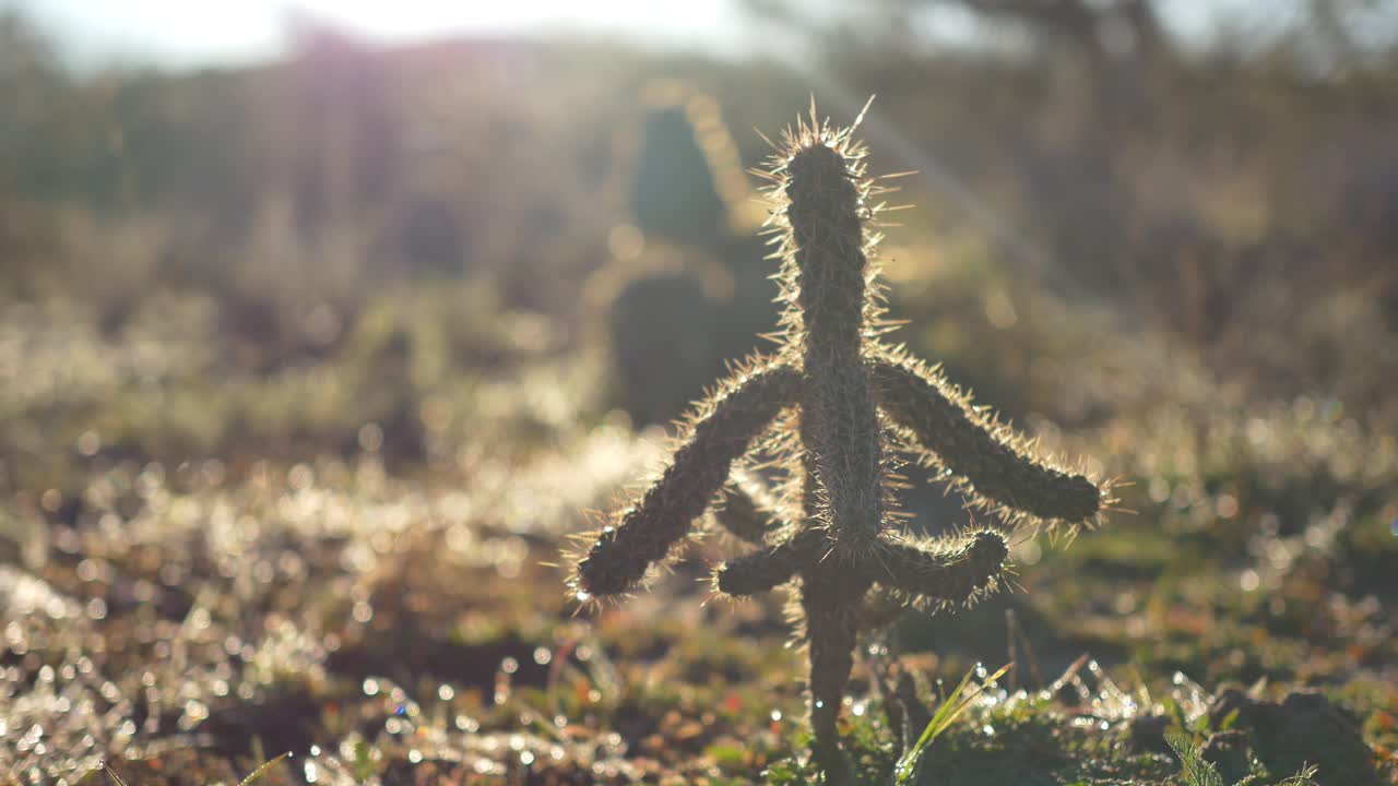 un pequeño cactus con forma de bailarina en rayos de sol en el desierto