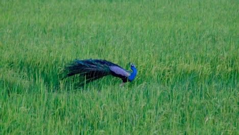 male peafowl peacock bird on high alert in field of grain in sri lanka