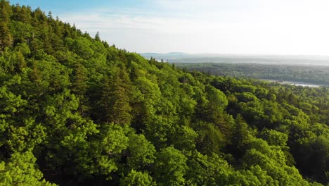 vista aérea de las copas de los árboles en el condado de knox, maine, ee.uu.