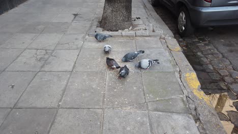 Pigeons-take-off-fly-after-eating-bread,-birds-fed-on-the-streets,-closeup-shot