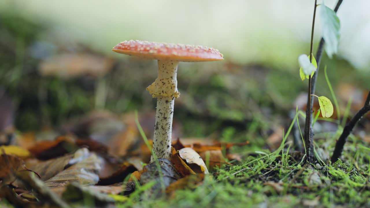 A close-up shot of the Amanita muscaria mushroom on the forest floor