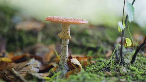 a close-up shot of the amanita muscaria mushroom on the forest floor