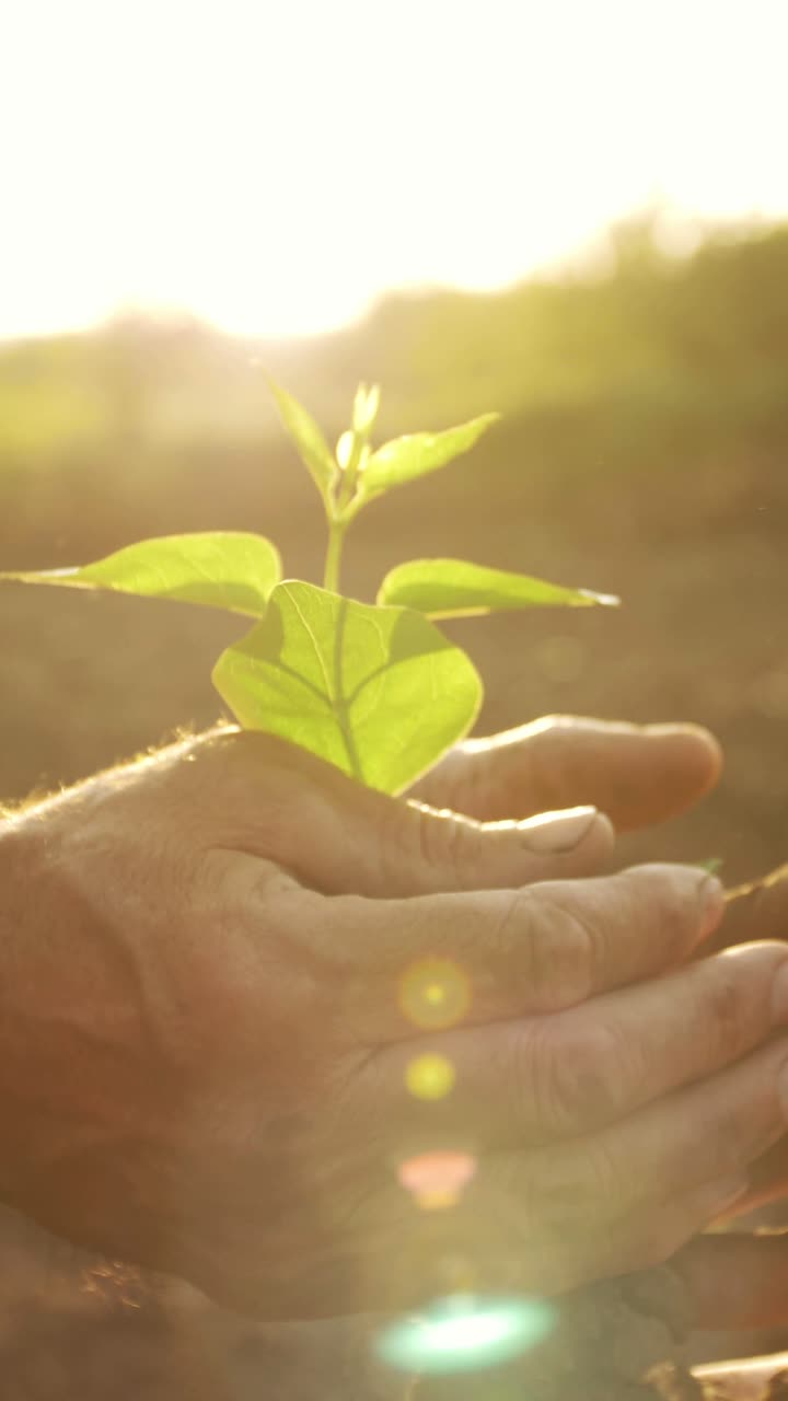 la plantación de una plántula