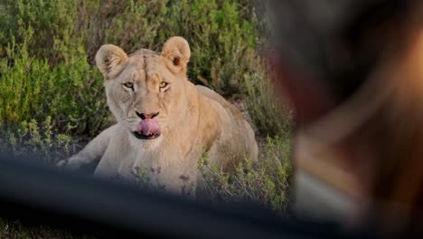 la leona mira directamente a un turista en un vehículo de safari y se lamia los labios