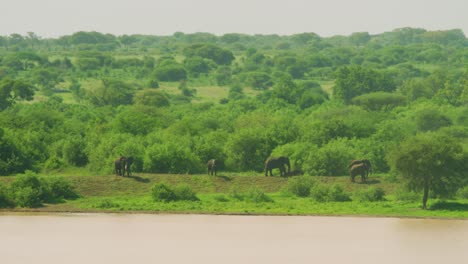 elefantes salvajes relajándose cerca de un pozo de agua en tanzania, áfrica con vastas llanuras verdes