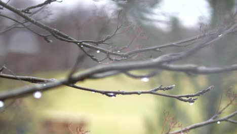 rack focus, raindrops on autumn birch branches, close up, slow motion, shallow depth of field