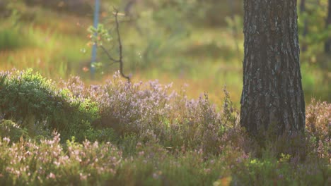 colourful heather shrubs with pink and purple flowers, backlit by the rising sun, cover the ground in the summer forest