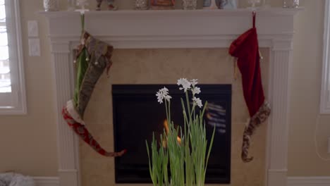 narcissus flowers growing in a flowerpot with a fire in a fireplace in the background - parallax motion