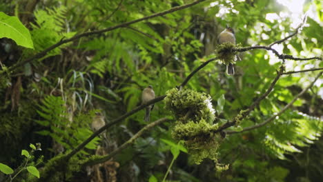 Kleine-Tropische-Vögel-Sitzen-Auf-Einem-Ast-über-Ihnen,-Bevor-Einer-In-Die-Kamera-Springt