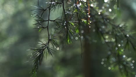 dew clings to the leaves of the pine tree.