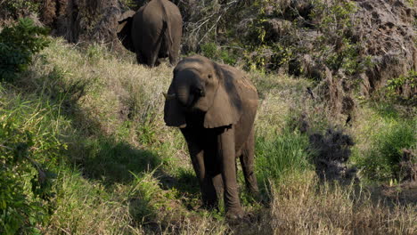 Big-elegant-african-elephant-with-big-tusks-drinking-water-from-a-river-with-its-horn